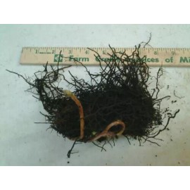 Ferns 20 Lady Fern Roots/Root Systems - Common Ladyfern Plants - Athyrium filix-femina