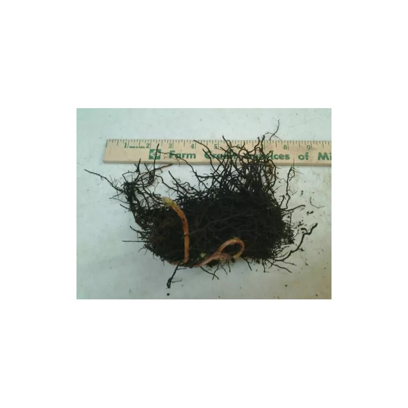 Ferns 20 Lady Fern Roots/Root Systems - Common Ladyfern Plants
