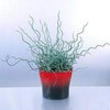 Grass Juncus Twisted Arrow - Gallon