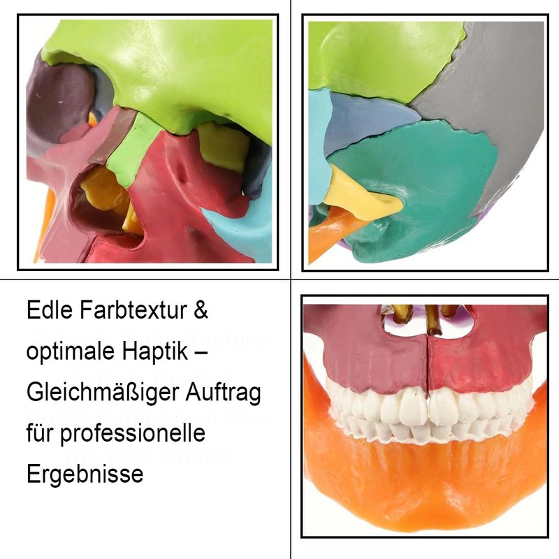 Anatomical Skull Model with Coloured Marking - Didactic Skull Model