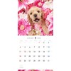 PICTWAN Calendar 2026 [Large] American Cocker Spaniel