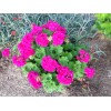 Unbranded Very bright Magenta GERANIUM FRESH LIVE PLANT 3 X