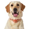 The Dodo Cork Dog Collar, Red Dodo Print; Size Large;