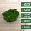 sphagnum-shop.com Plate Moss Preserved for Moss Pictures Decorative Moss Premium