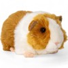 Carl Dick Guinea Pig brown, 7.5 inches, 20cm, Plush Toy,