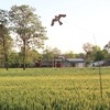 Bird Hawk Flying Kite with Pole Crop Protector Bird Scare