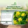 Outsidepride Zizia Aurea Golden Alexander Seeds - 2000 Pcs Perennial,