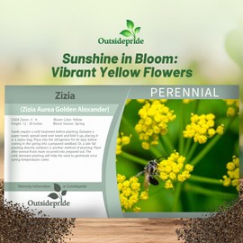 Outsidepride Zizia Aurea Golden Alexander Seeds - 2000 Pcs Perennial, Yellow Flowers, Branching Stems, Host Plant for Black Swallowtail, Full Sun to Partial Shade for Pollinator Gardens