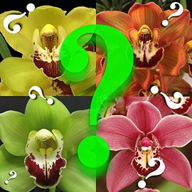 Cymbidium Mystery no id tag Orchid - Many Flowers, Easy to Grow Outdoor Growing in Non-Freezing climates