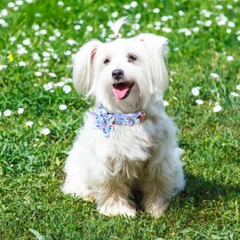 VAMOVISON Floral Cotton Girl Dog Collar and Leash Sets - Stylish Bow & Flower Decoration - Quick Release Buckle & D-Ring - Adjustable Soft Padded Pet Collar for Small Medium Large Dogs (L, Blue)