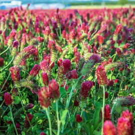 Organic Crimson Clover Seeds - 1 Oz - Cover Crop, Sprouting, Microgreens, Non-GMO, Open Pollinated, Perennial, Heirloom