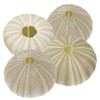 Beavorty 4Pcs sea Urchin Shells for Craft air Plant Tillandsia