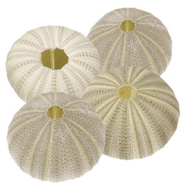 Beavorty 4Pcs sea Urchin Shells for Craft air Plant Tillandsia planters air Fern Display Container Natural sea Shell Purple sea Urchin Shells Nautical Beach Miniature Tree Planter Seaside