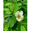 Sweet Bay Magnolia Tree | 10 Live Plants | Magnolia