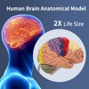 SFXYJ Human Brain Model 2 Times Life Size,Brain Anatomy Model,