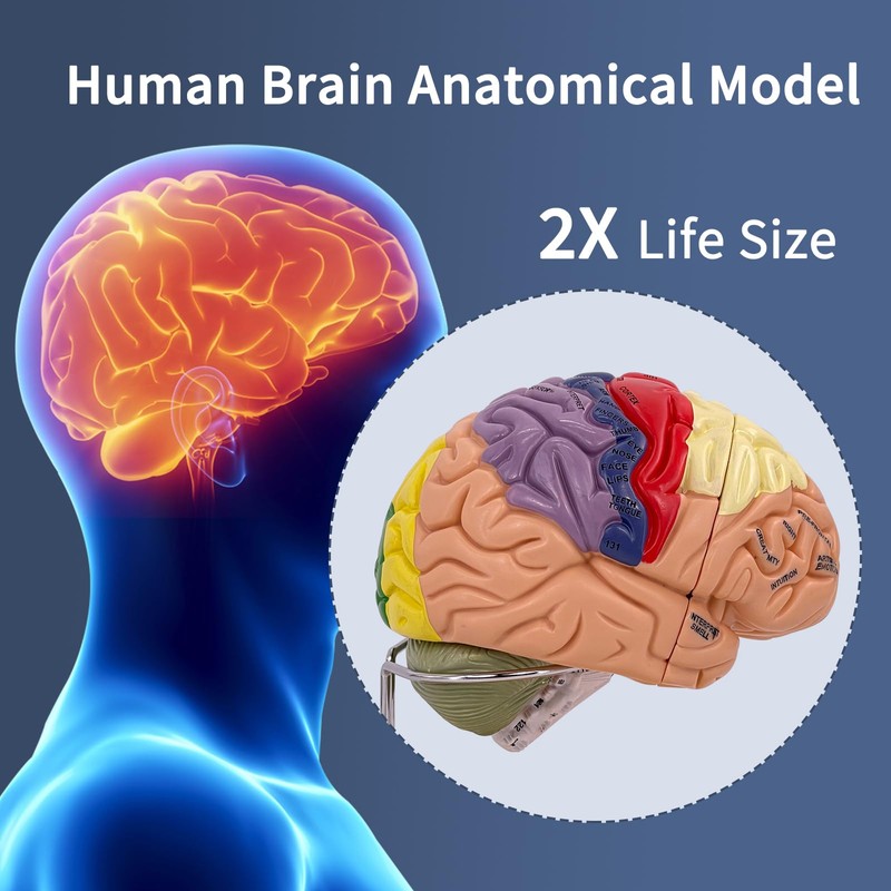 SFXYJ Human Brain Model 2 Times Life Size,Brain Anatomy Model,