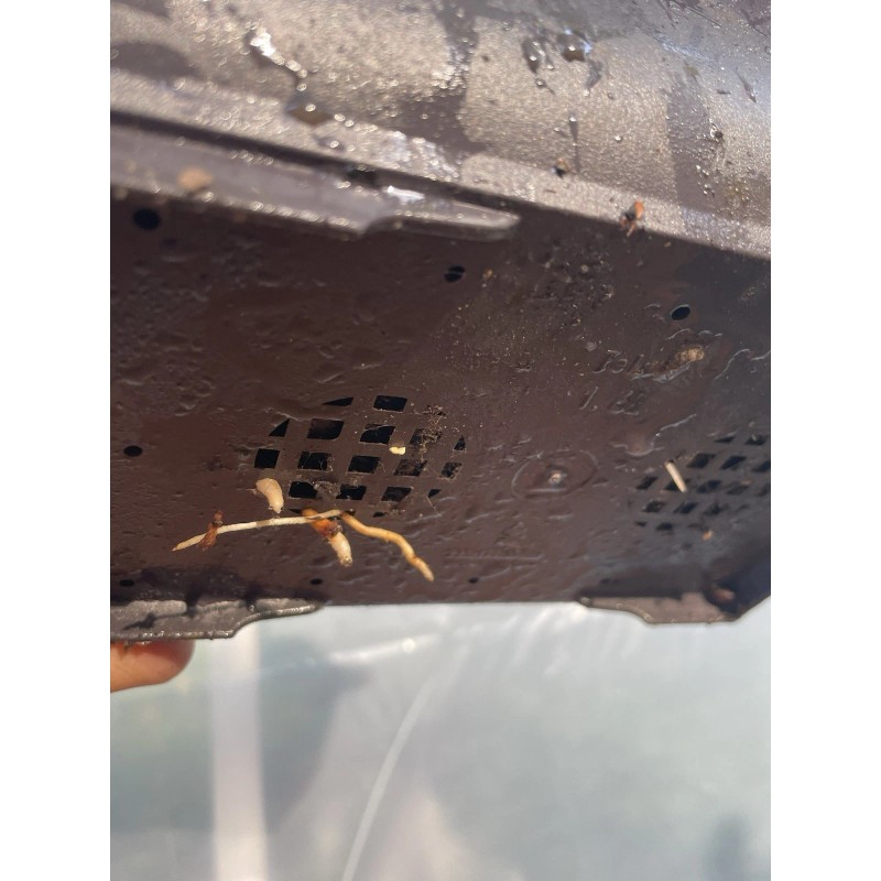 Tree 5 Tree Bald Cypress - Forest Bonsai