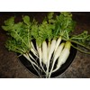 300+ Radish Seeds- Daikon Minowase by Ohio Heirloom Seeds