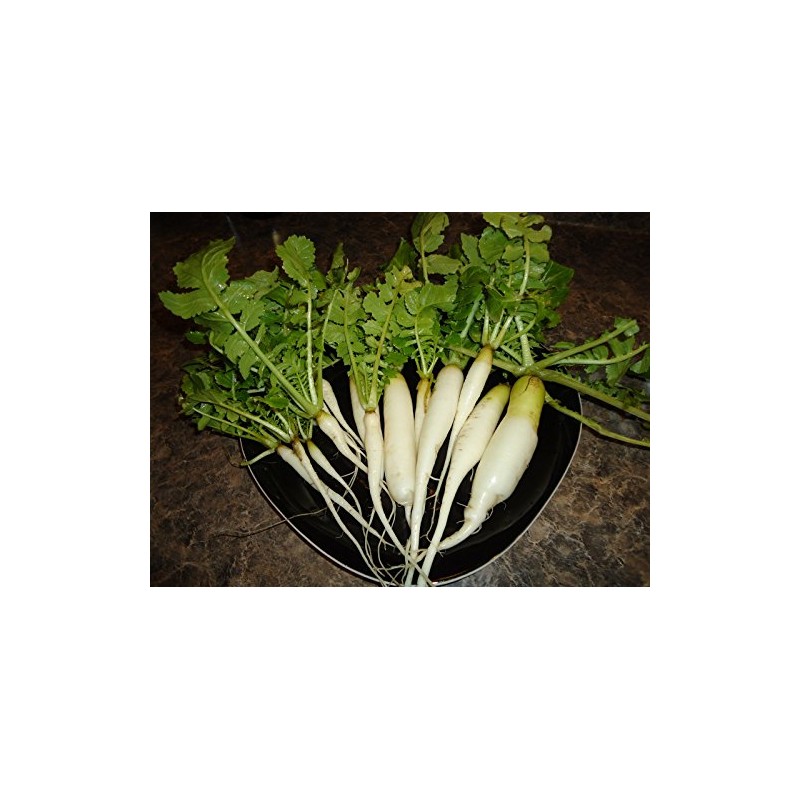 300+ Radish Seeds- Daikon Minowase by Ohio Heirloom Seeds