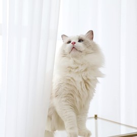 MIANBO Window White Sheer Curtains 63 Inches Length 2 Panels Set Window Sheer White Curtains Basic Rod Pocket for Bedroom Children Living Room Yard Kitchen (White, 52" W x 63" L | 2 pcs)