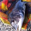 TEAM TSURIO RAINBOW 8 Fishing Man Rainbow Rubber Coat 3