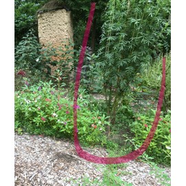 250  Huacatay seeds / Peruvian Mint Medicinal & Culinary Herb ORGANIC Free S/H