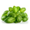Basil Seeds, Genovese, 250+ Heirloom, Non GMO Seeds, Ocimum basilicum.