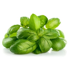 Basil Seeds, Genovese, 250+ Heirloom, Non GMO Seeds, Ocimum basilicum.