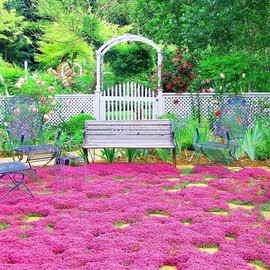 20000+ Creeping Thyme Seeds for Planting - Creeping Thyme Seeds Non-GMO Perennial Flower Ground Cover Plant Landscaping