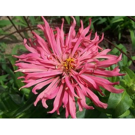 200 Rose Giant Cactus Zinnia Seeds for Planting 2 Grams of Seeds Non GMO Heirloom Pink USA Harvested pollinator bee Butterfly