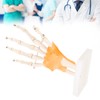 Human Hand Model Hand Joint Display Model for Patient Training
