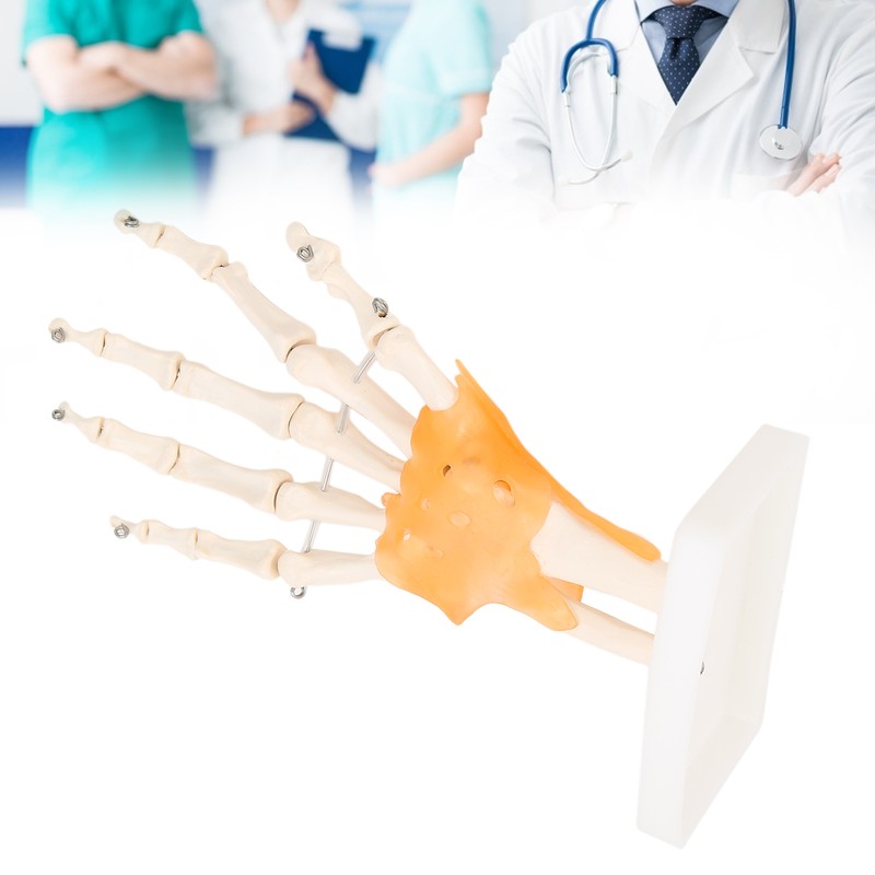 Human Hand Model Hand Joint Display Model for Patient Training