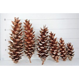 Unbranded Eastern White Pine Cones Natural Pinecones DIY Decor Project Crafts Supplies - Small