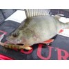 Berkley PowerBait Drop Shot Minnow Soft Bait Chartreuse 8cm Qty