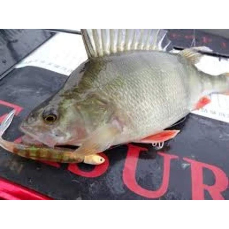 Berkley PowerBait Drop Shot Minnow Soft Bait Chartreuse 8cm Qty