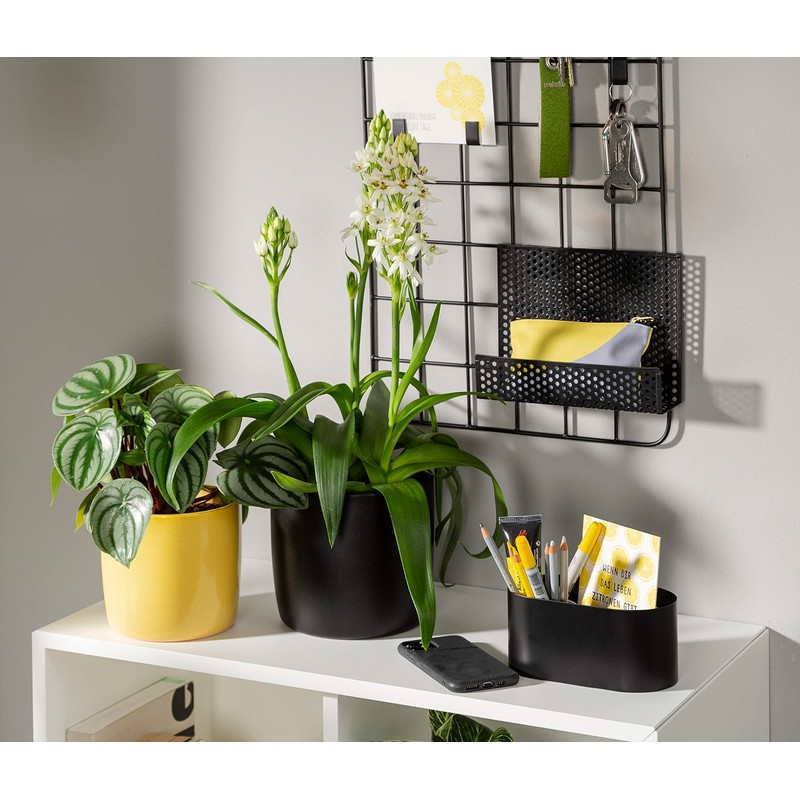 Scheurich Solido, Set of 2 Ceramic Flower Pots, Colour: Ebano,