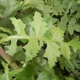 Wild Lettuce Tincture+Pain and Sleep+Herbal Extract for Healthcare and Fitness Natural