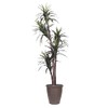 Vickerman 6' Artificial Marginata Executive Tree, Brown Round Plastic Container.