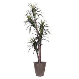 Vickerman 6' Artificial Marginata Executive Tree, Brown Round Plastic Container.