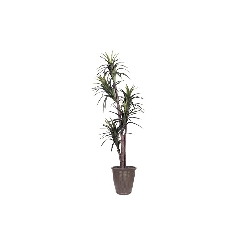 Vickerman 6' Artificial Marginata Executive Tree, Brown Round Plastic Container.