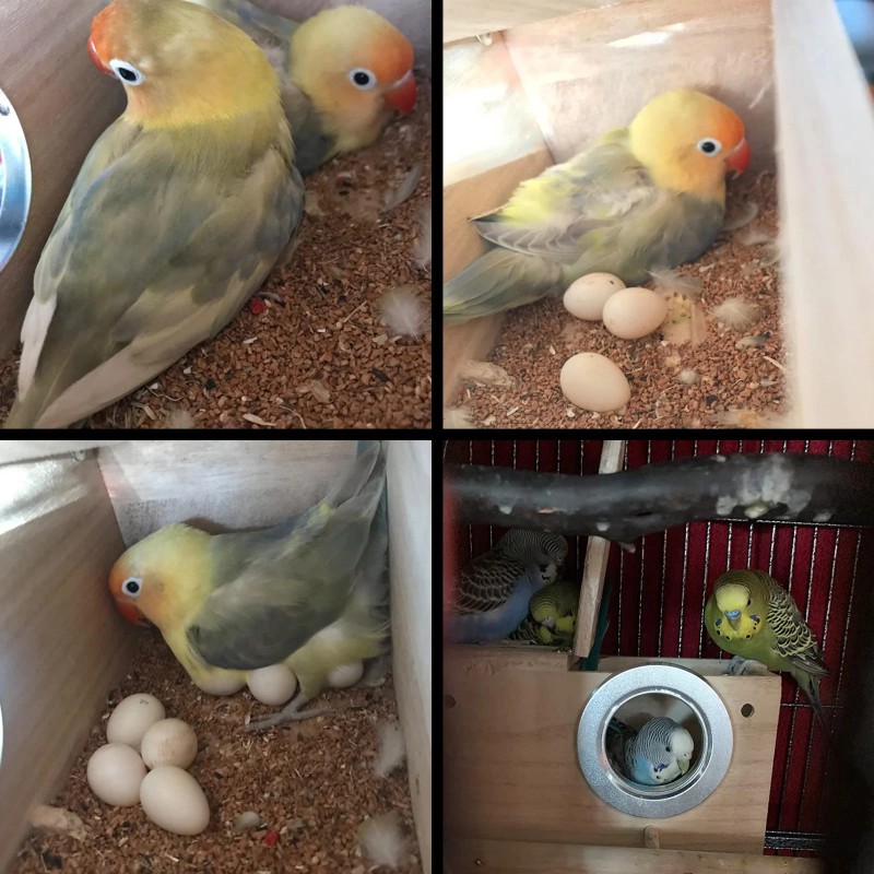 PINVNBY Parakeet Nesting Box Bird House Wood Breeding Box Parrots