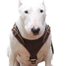 Dogs My Love Brown Genuine Leather Dog Harness, Medium. 25"-30" Chest, 1" Wide Adjustable Straps