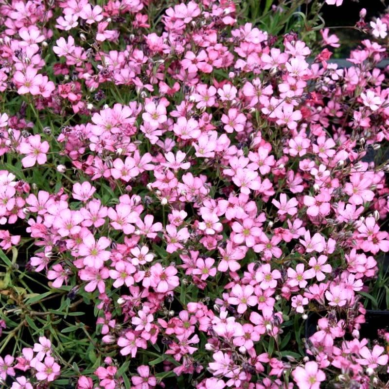 Pink Creeping Baby's-Breath 1000 Seeds Gypsophila Repens Rosea Groundcovers for