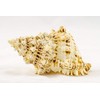 Conch Shell Decor - Seashell Decor - 9" Large Frog