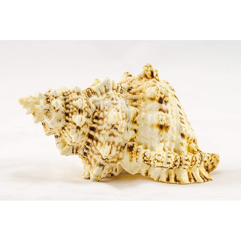 Conch Shell Decor - Seashell Decor - 9" Large Frog