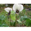 Buy Rare Seeds Tacca integrifolia | White Bat Flower |