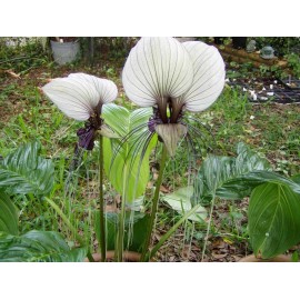 Buy Rare Seeds Tacca integrifolia | White Bat Flower | 20_Seeds