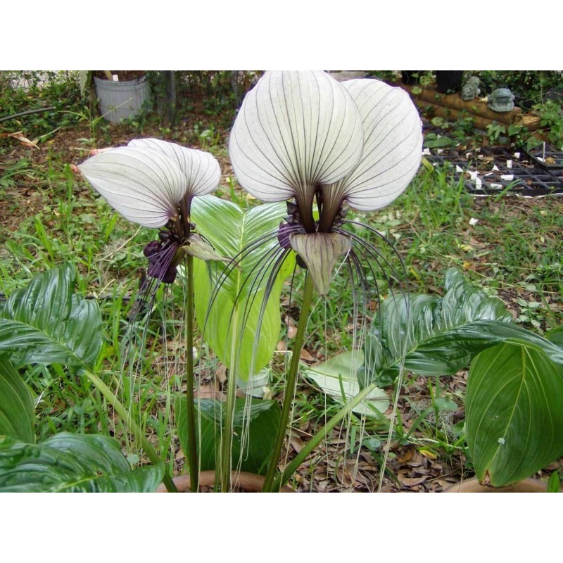 Buy Rare Seeds Tacca integrifolia | White Bat Flower |