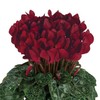 Cyclamen Seeds 15 Seeds Cyclamen Smartiz Bordeaux