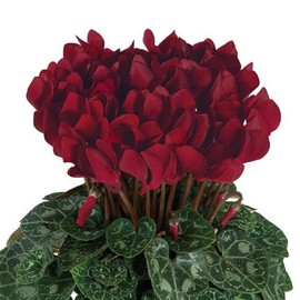 Cyclamen Seeds 15 Seeds Cyclamen Smartiz Bordeaux